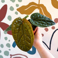 Anthurium luxurians × radicans - Sprouts of Bristol