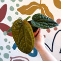 Anthurium luxurians × radicans - Sprouts of Bristol