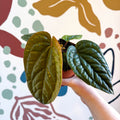 Anthurium luxurians × radicans - Sprouts of Bristol