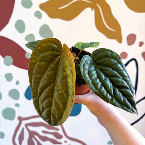 Anthurium luxurians × radicans - Sprouts of Bristol