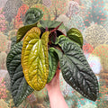 Anthurium luxurians × radicans - Sprouts of Bristol