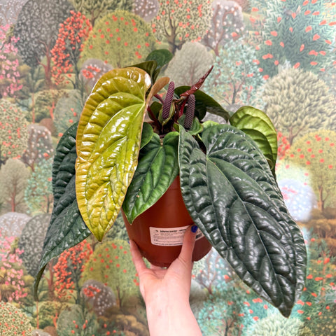 Anthurium luxurians × radicans - Sprouts of Bristol