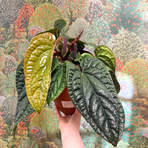 Anthurium luxurians × radicans - Sprouts of Bristol