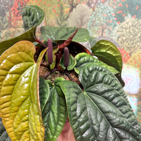 Anthurium luxurians × radicans - Sprouts of Bristol