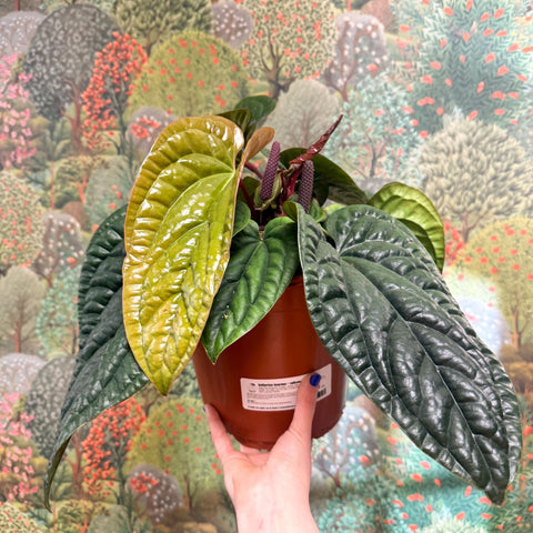 Anthurium luxurians × radicans - Sprouts of Bristol