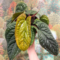 Anthurium luxurians × radicans - Sprouts of Bristol