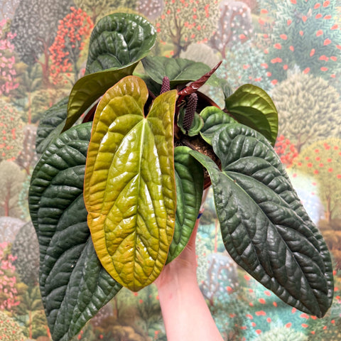 Anthurium luxurians × radicans - Sprouts of Bristol