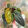 Anthurium luxurians × radicans - Sprouts of Bristol