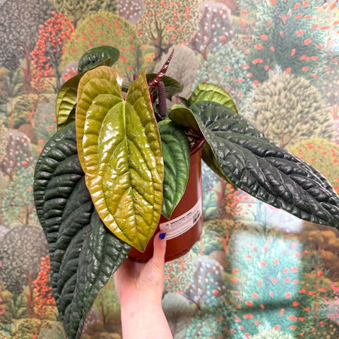 Anthurium luxurians × radicans - Sprouts of Bristol