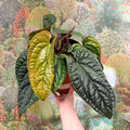 Anthurium luxurians × radicans - Sprouts of Bristol