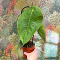 Anthurium peltigerum - Sprouts of Bristol