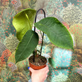 Anthurium peltigerum - Sprouts of Bristol