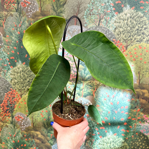 Anthurium peltigerum - Sprouts of Bristol