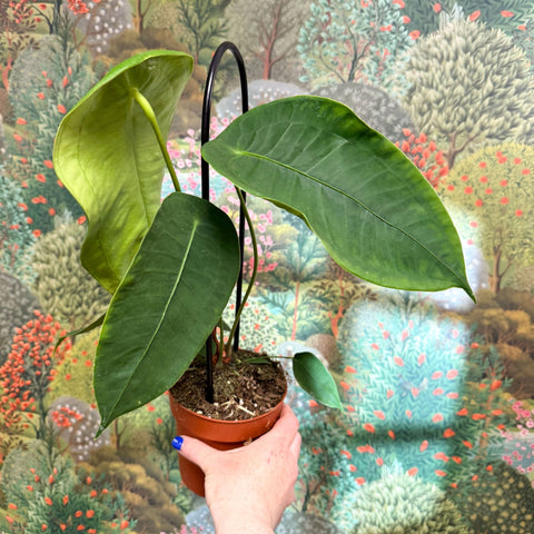 Anthurium peltigerum - Sprouts of Bristol
