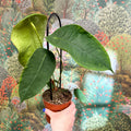 Anthurium peltigerum - Sprouts of Bristol