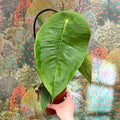 Anthurium peltigerum - Sprouts of Bristol
