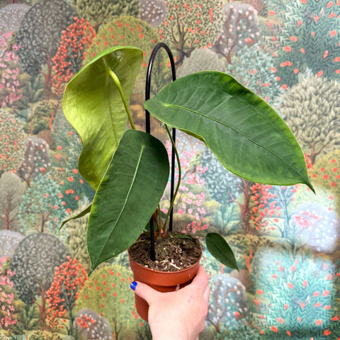 Anthurium peltigerum - Sprouts of Bristol