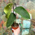 Anthurium peltigerum - Sprouts of Bristol