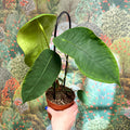 Anthurium peltigerum - Sprouts of Bristol