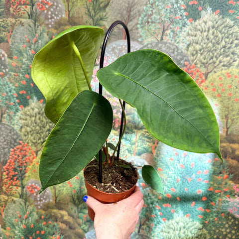 Anthurium peltigerum - Sprouts of Bristol