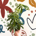 Anthurium polschistum - Sprouts of Bristol