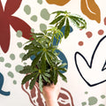 Anthurium polschistum - Sprouts of Bristol
