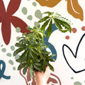 Anthurium polschistum - Sprouts of Bristol