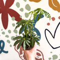 Anthurium polschistum - Sprouts of Bristol