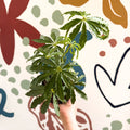 Anthurium polschistum - Sprouts of Bristol