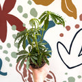 Anthurium polschistum - Sprouts of Bristol