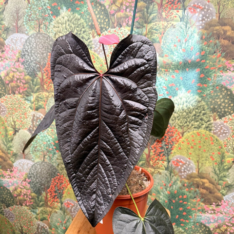 Anthurium ‘Queen of Hearts’ – Velvet Anthurium - Sprouts of Bristol