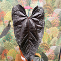 Anthurium ‘Queen of Hearts’ – Velvet Anthurium - Sprouts of Bristol