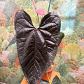 Anthurium ‘Queen of Hearts’ – Velvet Anthurium - Sprouts of Bristol