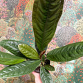 Anthurium superbum - Sprouts of Bristol