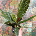 Anthurium superbum - Sprouts of Bristol