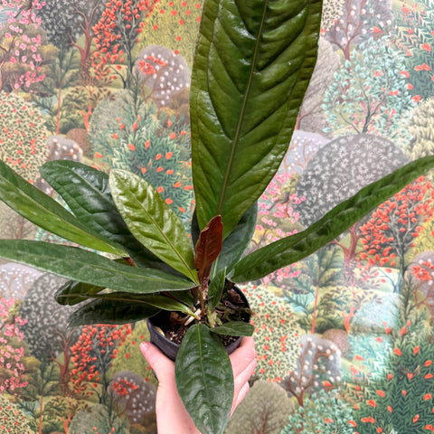 Anthurium superbum - Sprouts of Bristol