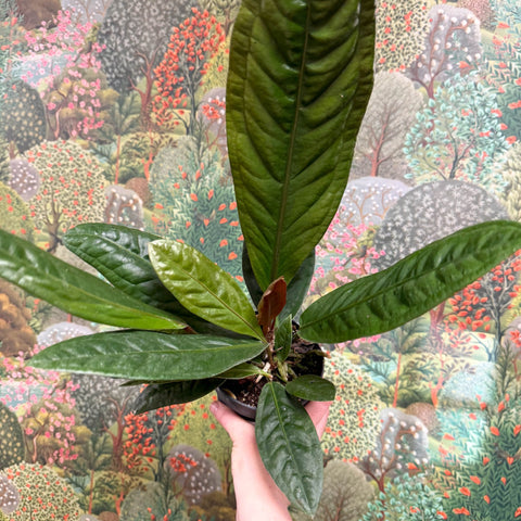 Anthurium superbum - Sprouts of Bristol