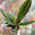 Anthurium superbum - Sprouts of Bristol