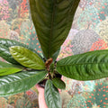 Anthurium superbum - Sprouts of Bristol
