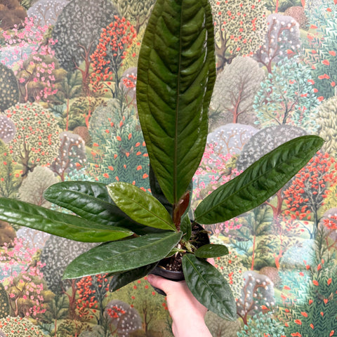 Anthurium superbum - Sprouts of Bristol