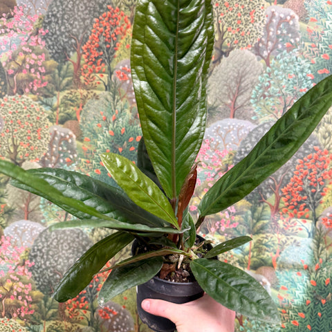 Anthurium superbum - Sprouts of Bristol