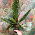 Anthurium superbum - Sprouts of Bristol