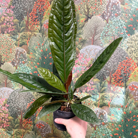 Anthurium superbum - Sprouts of Bristol