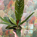 Anthurium superbum - Sprouts of Bristol