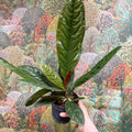 Anthurium superbum - Sprouts of Bristol
