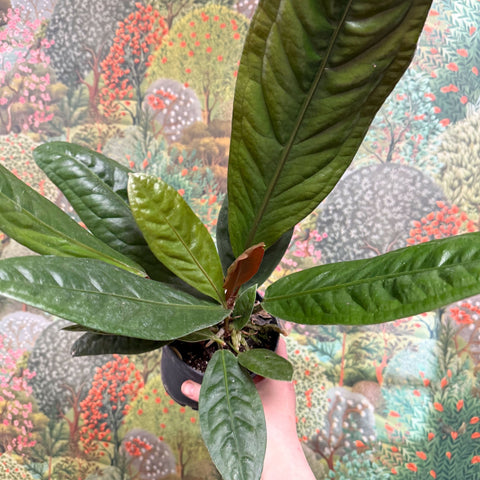 Anthurium superbum - Sprouts of Bristol