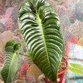 Anthurium veitchii – King Anthurium - Sprouts of Bristol