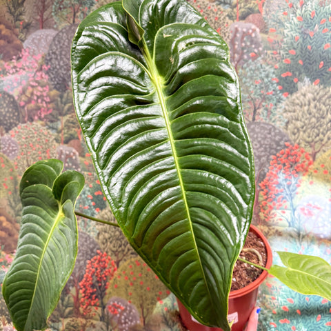 Anthurium veitchii – King Anthurium - Sprouts of Bristol