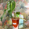 Anthurium veitchii – King Anthurium - Sprouts of Bristol