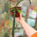 Anthurium vittarifolium – Strap Leaf Anthurium - Sprouts of Bristol